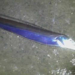 太刀魚好調です